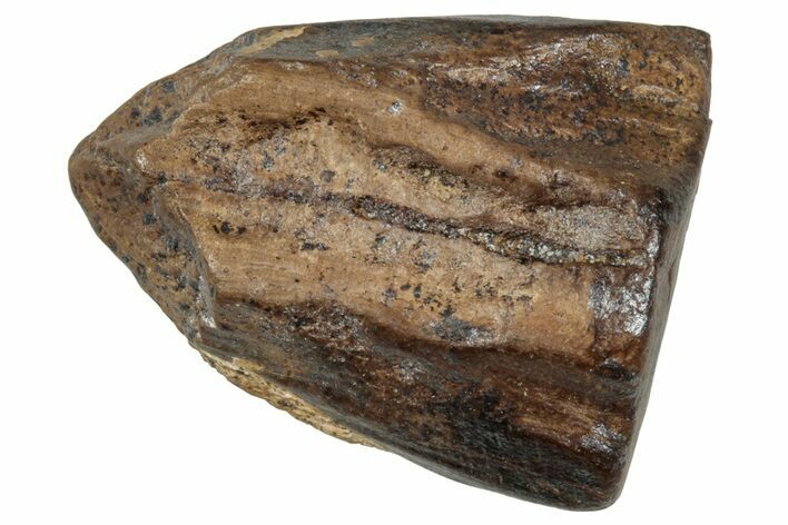 Fossil Triceratops Shed Tooth - Wyoming #358187